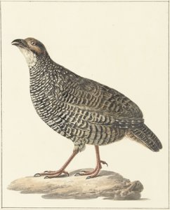 Francolin chinois (Excalfactoria chinensis) - Pieter Pietersz. Barbiers