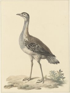 Outarde de Denham (Neotis denhami) - Pieter Pietersz. Barbiers