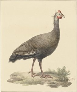 Pintade casquée - Pieter Pietersz. Barbiers