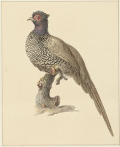 Faisan de chasse - Pieter Pietersz. Barbiers
