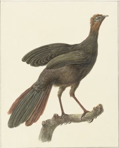 Penelope purpurascens - Pieter Pietersz. Barbiers