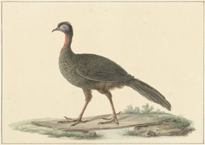 Marailsjakohoen (Penelope marail) - Pieter Pietersz. Barbiers