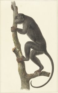 Hurleur noir (Paraguay) - Pieter Pietersz. Barbiers