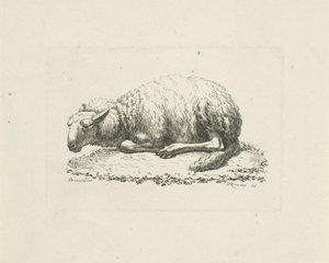 Mouton couché - Pieter Roosing