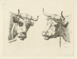 Deux têtes de vaches