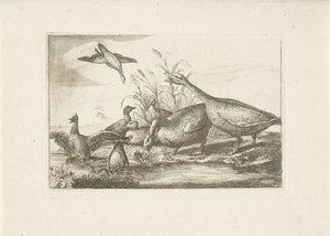 Canards et oies - Pieter Schenk (I) (attributed to)