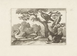 Poulet avec poussins et autres oiseaux - Pieter Schenk (I) (attributed to)