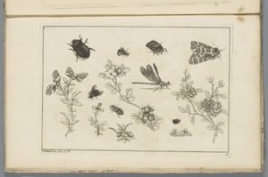 Brindilles de fleurs avec insectes - Pieter Schenk (II)