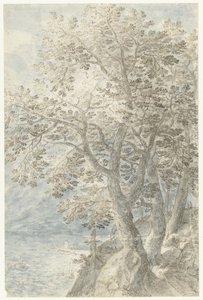 Arbres près d