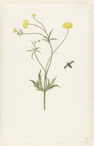Double renoncule jaune et insecte - Pieter Withoos (possibly)