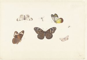 Feuille avec cinq papillons et deux mouches - Pieter Withoos
