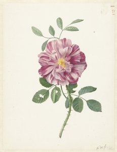 Rose gallique (Rosa gallica L. 