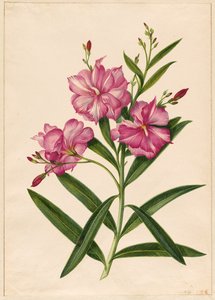 Laurier-rose pourpre - Pieter Withoos