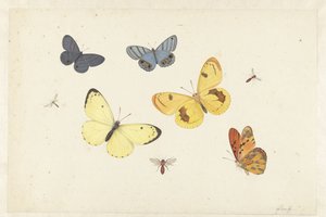 Feuille d