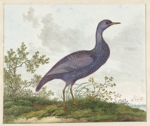 Râle des genêts (Porzana porzana) ? - Pieter Withoos