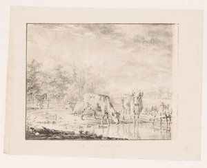 Vaches près de l