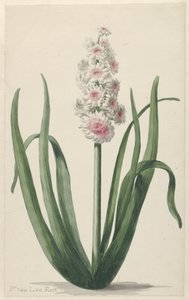 Jacinthe en fleur - Pieter van Loo