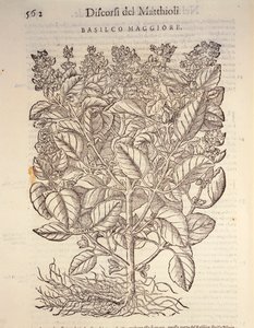 Basilic (Ocymum basilicum), gravure par Pier Andrea Mattioli
