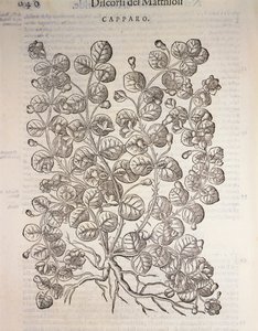 Câprier (Capparis spinosa), gravure par Pier Andrea Mattioli - Pietro Andrea Mattioli