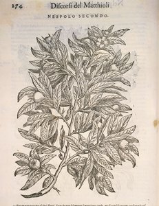 Néflier commun (Mespilus germanica), gravure par Pier Andrea Mattioli - Pietro Andrea Mattioli
