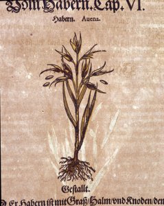 Herbier : avoine. Gravure dans "Kreutterbuch Dess Hochgelehrten unnd weitberuhmten Herrn D. Petri Andreae Matthioli" par Pietro Andrea Mattioli - Pietro Andrea Mattioli