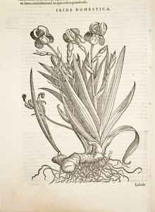Iris (Iride domestica), gravure par Pier Andrea Mattioli - Pietro Andrea Mattioli