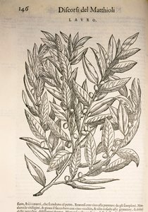 Laurier (Laurus), gravure par Pier Andrea Mattioli - Pietro Andrea Mattioli
