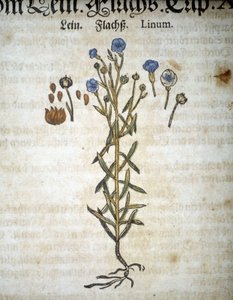 Lin ou Linum - Dans « Herbarium Mattioli ». - Pietro Andrea Mattioli