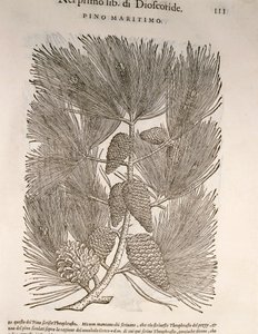Pin maritime (Pinus pinaster), gravure par Pier Andrea Mattioli - Pietro Andrea Mattioli
