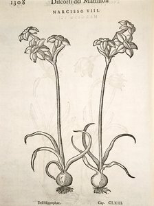 Narcisse, gravure par Pier Andrea Mattioli - Pietro Andrea Mattioli