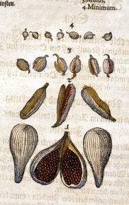 La cardamome. Gravure - dans « Kreutterbuch Dess Hochgelehrten unnd weitberuhmten Herrn D. Petri Andreae Matthioli » de Pietro Andrea Mattioli. Francfort