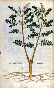 La réglisse. Gravure - dans "Kreutterbuch Dess Hochgelehrten unnd weitberuhmten Herrn D. Petri Andreae Matthioli" par Pietro Andrea Mattioli (Matthiole) (1500-1577). Francfort - Pietro Andrea Mattioli