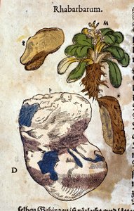 La rhubarbe. Gravure - dans "Kreutterbuch Dess Hochgelehrten unnd weitberuhmten Herrn D. Petri Andreae Matthioli" par Pietro Andrea Mattioli (Matthiole) (1500-1577). Francfort