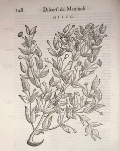 Véritable myrte (Myrtus communis), gravure de Pier Andrea Mattioli - Pietro Andrea Mattioli