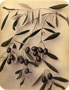 Olives, années 1870 - Pietro Guidi