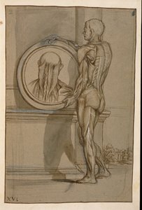 Ms Hunter 653 Planche XVI, dessin anatomique, c.1610 - Pietro da Cortona