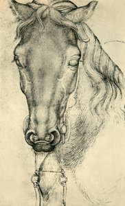 Tête de cheval, vers 1420-1455, 1943 - Antonio Pisanello