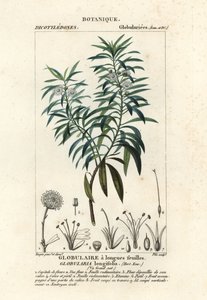 Globulaire à feuilles de saule, Globularia salicina