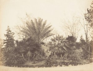Jardin Pincian, Rome, 1853-56 - Possibly by Jane Martha St. John.