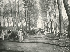 Foire et marché arabe, Boufarik, Algérie, 1895 - Poulton and Co