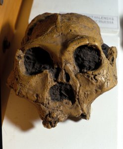 Australopithèque Africanus. Sterkfontein, Afrique du Sud. Le crâne a environ 2,5 millions d