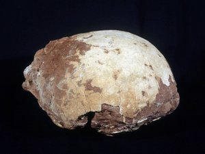 Œuf attribué à Hypselosaurus Priscus - Prehistoric Prehistoric