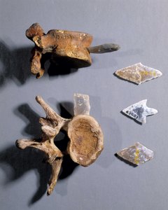 Silex avec os préhistorique, Musée des Antiquités Nationales - Prehistoric Prehistoric