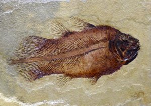 Empreinte fossile du coelacanthe du Carbonifère
