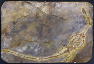 Fossile de Hyphalosaurus lingyuanensis (objet)