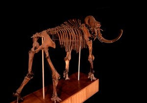 Préhistoire, dinosaure : squelette de mammouth, Paris, musée d