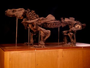 Préhistoire ; dinosaures : squelette d