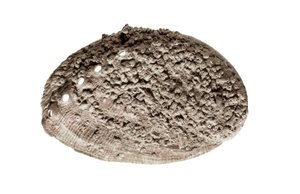 Art préhistorique : fossile de coquillage. De la grotte de La Riera, Barcelone
