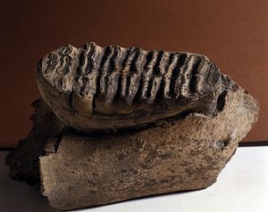 Préhistoire : dent d