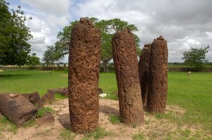 Préhistoire : cercle mégalithique de pierres de Wassu, Gambie (photo) - Prehistoric Prehistoric